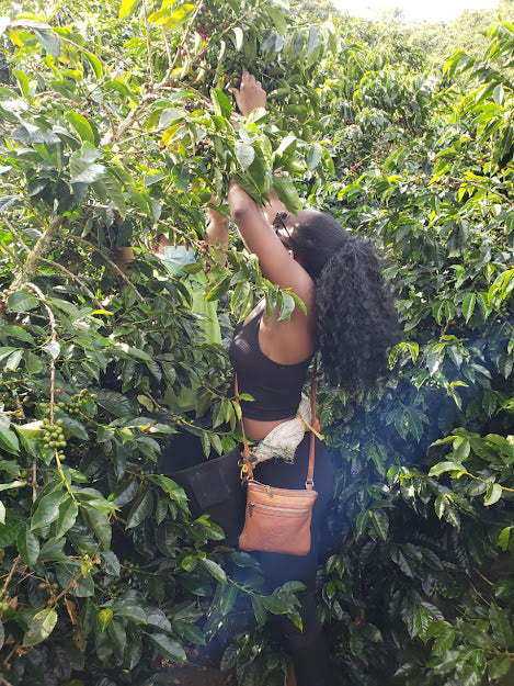 ☕ PREMIUM COFFEE FARM EXPERIENCE - MEDELLÍN COUNTRYSIDE